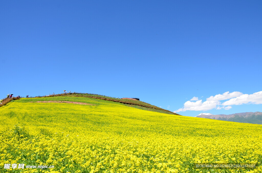 金黄油菜田 蓝天映美景