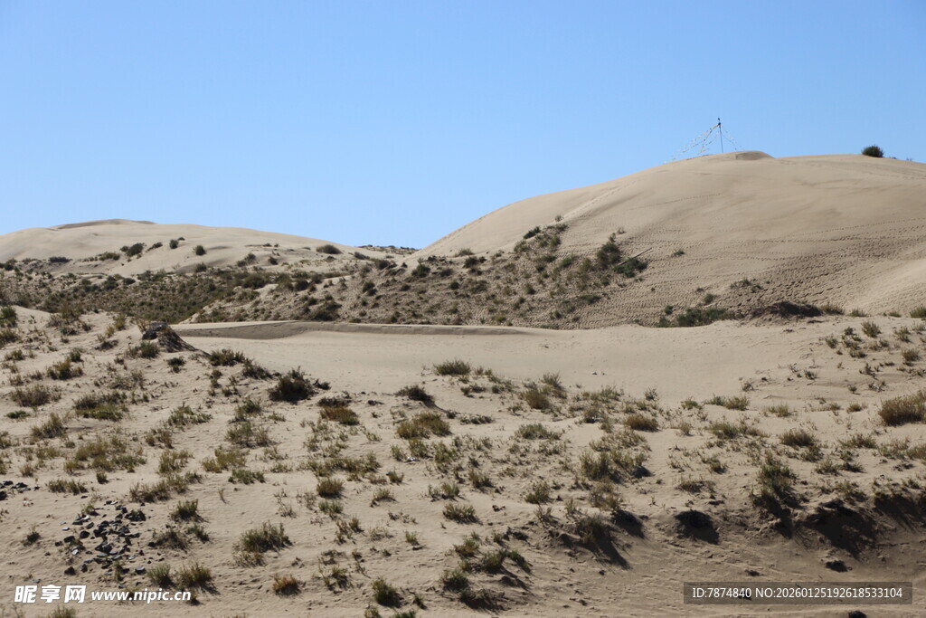 沙漠中的稀疏植被景观