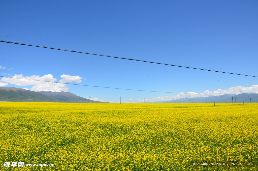 金黄油菜田 蓝天相映成趣