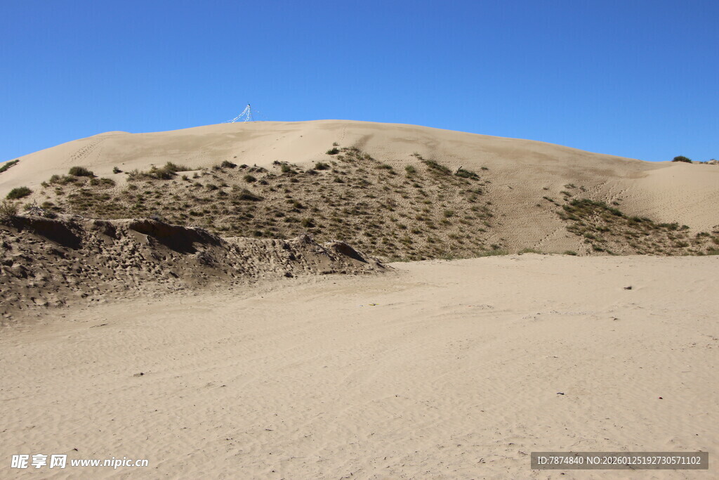 沙丘上的植被景观
