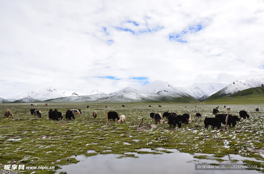 草原牦牛群 天地间的生机