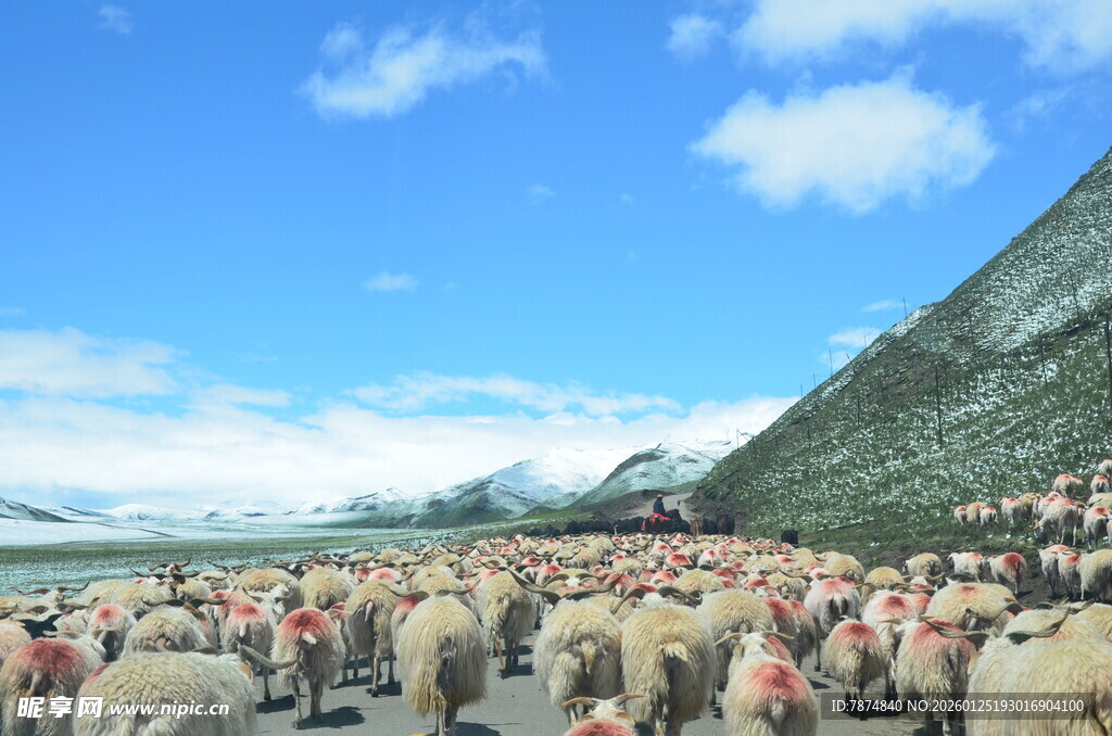 草原羊群漫步于蓝天白云下