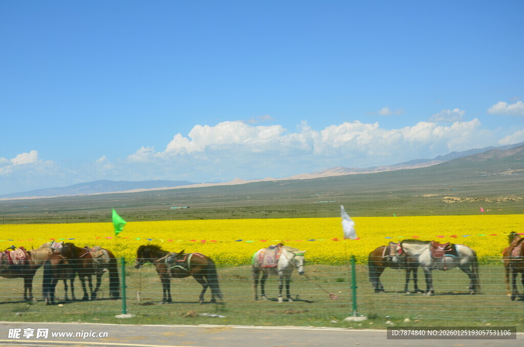 草原上整齐排列的马匹
