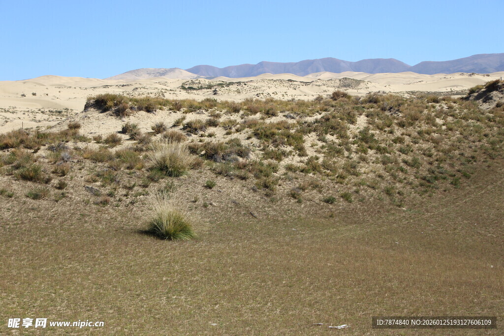 荒漠中的稀疏植被景观