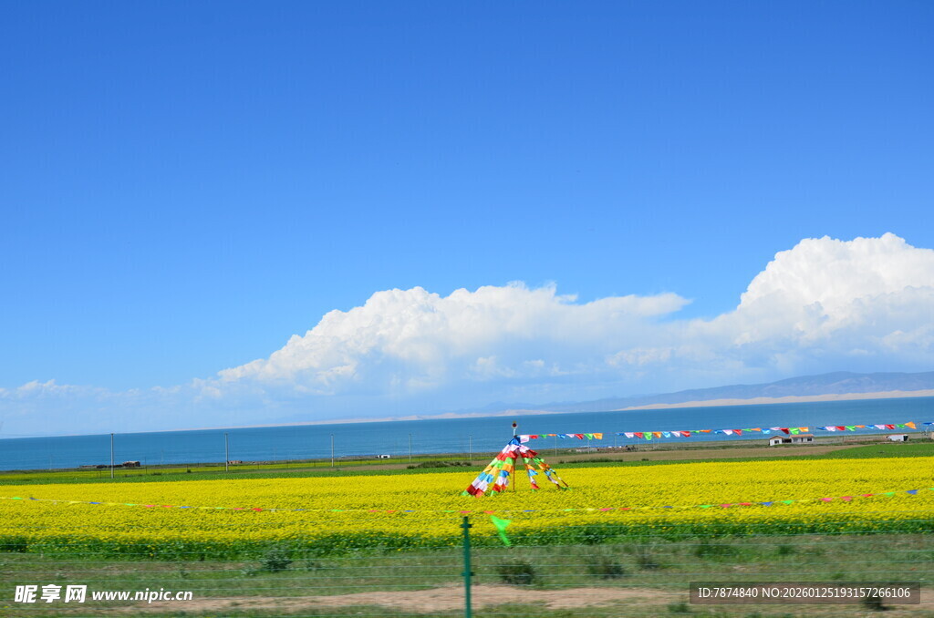 海边金黄油菜花田美景