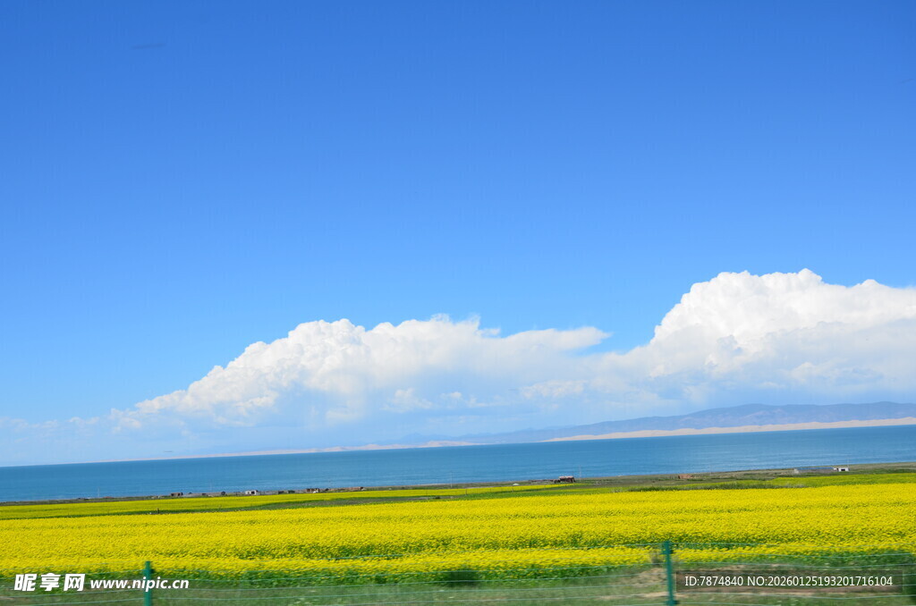 蓝天花海 美丽自然景观