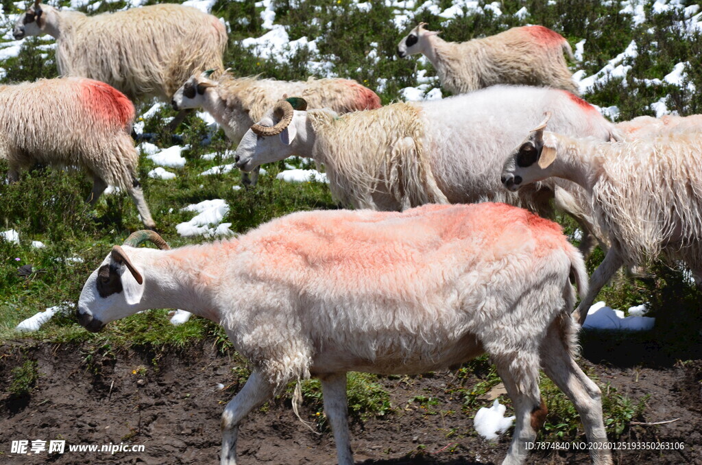 草地上带红印的羊群
