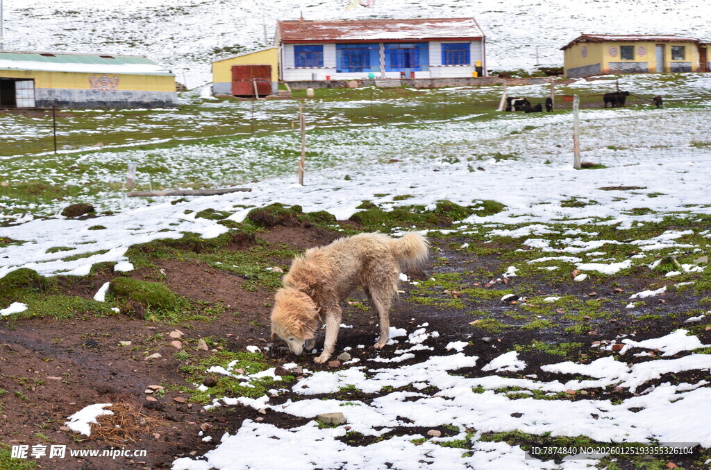 雪地荒原中的觅食狗狗