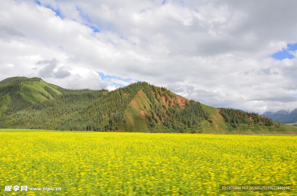 金黄油菜花海与远山美景