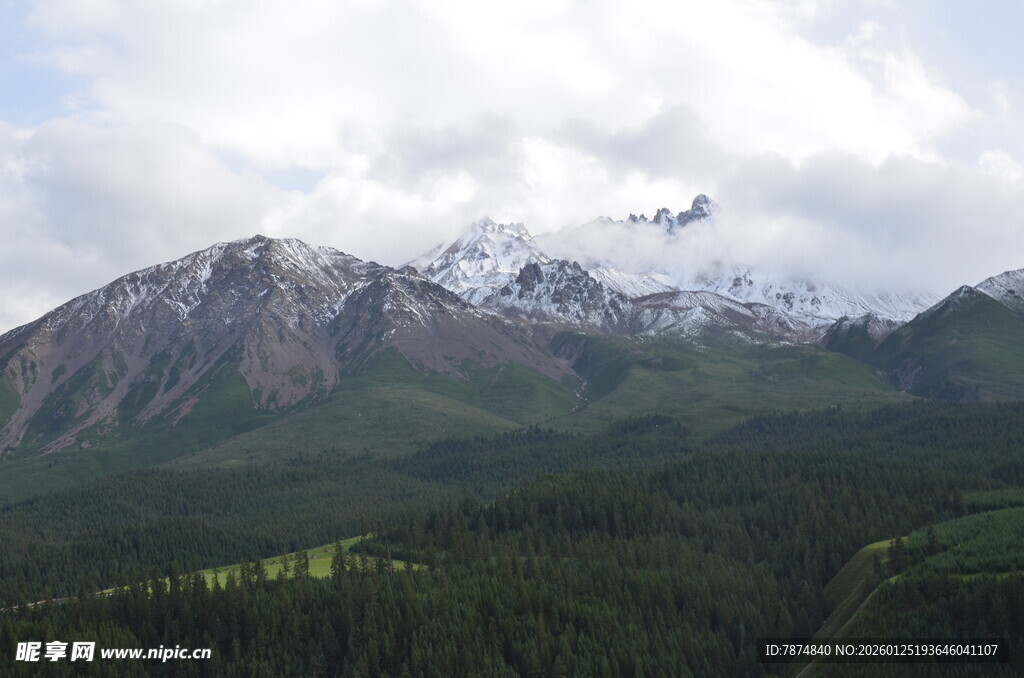 壮丽雪山下的葱郁森林