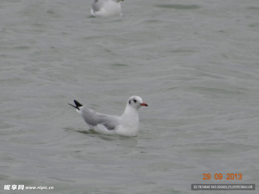 水中海鸥