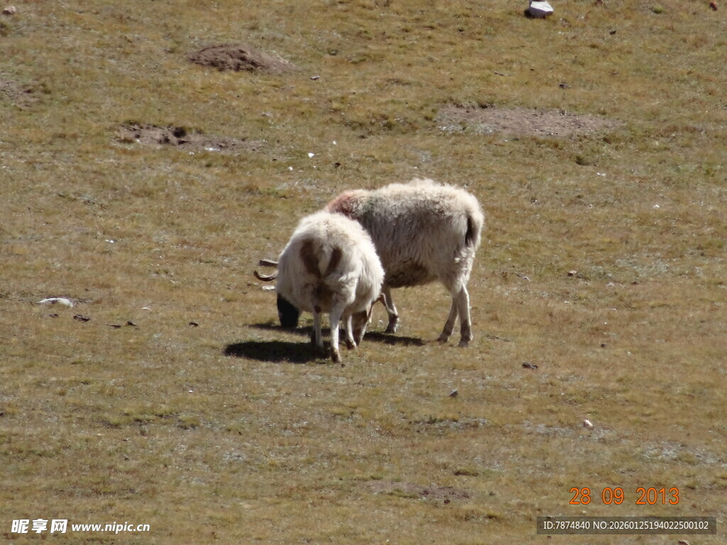 草原上的两只羊