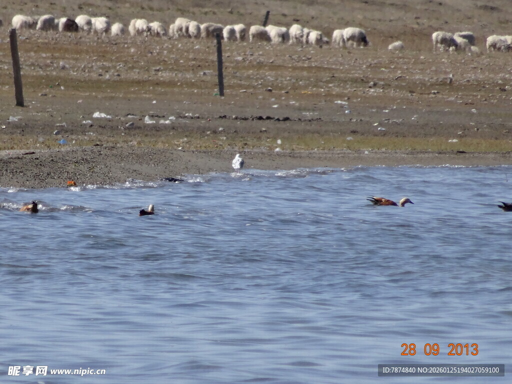水边羊群与飞鸟的和谐图景