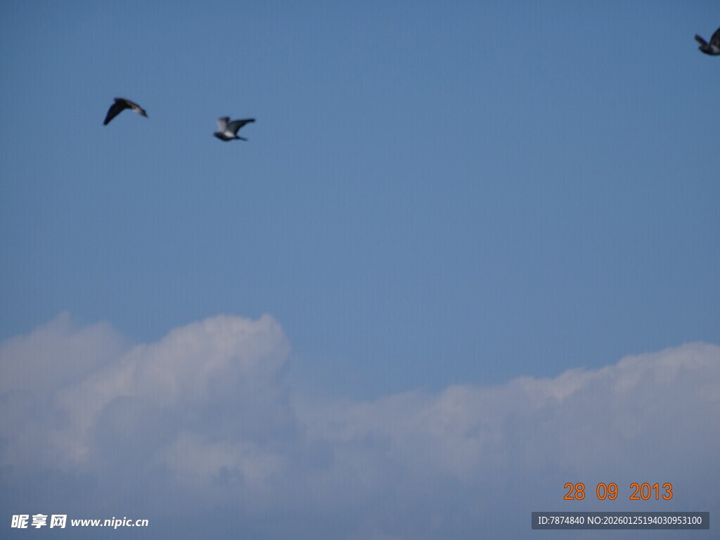 蓝天飞鸟 自在翱翔