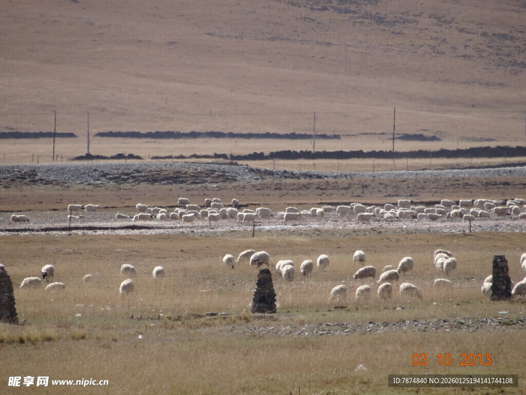 草原羊群风景
