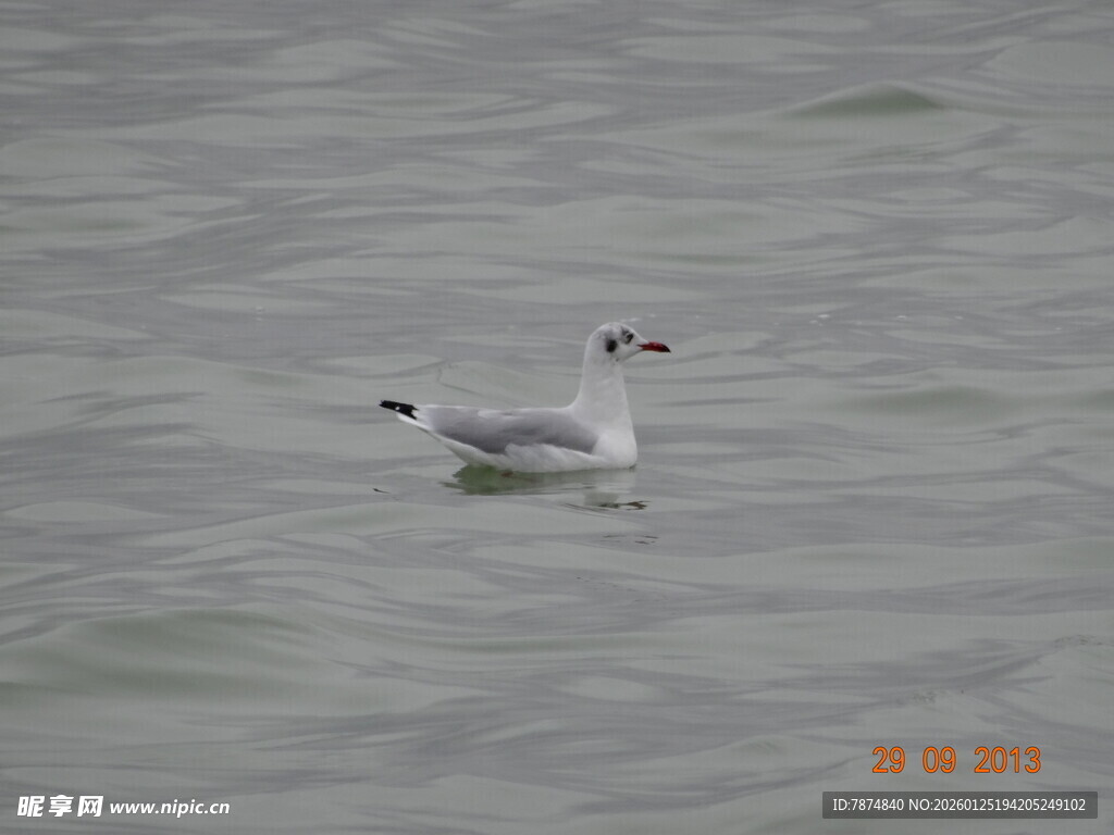 水面上的单只飞鸟