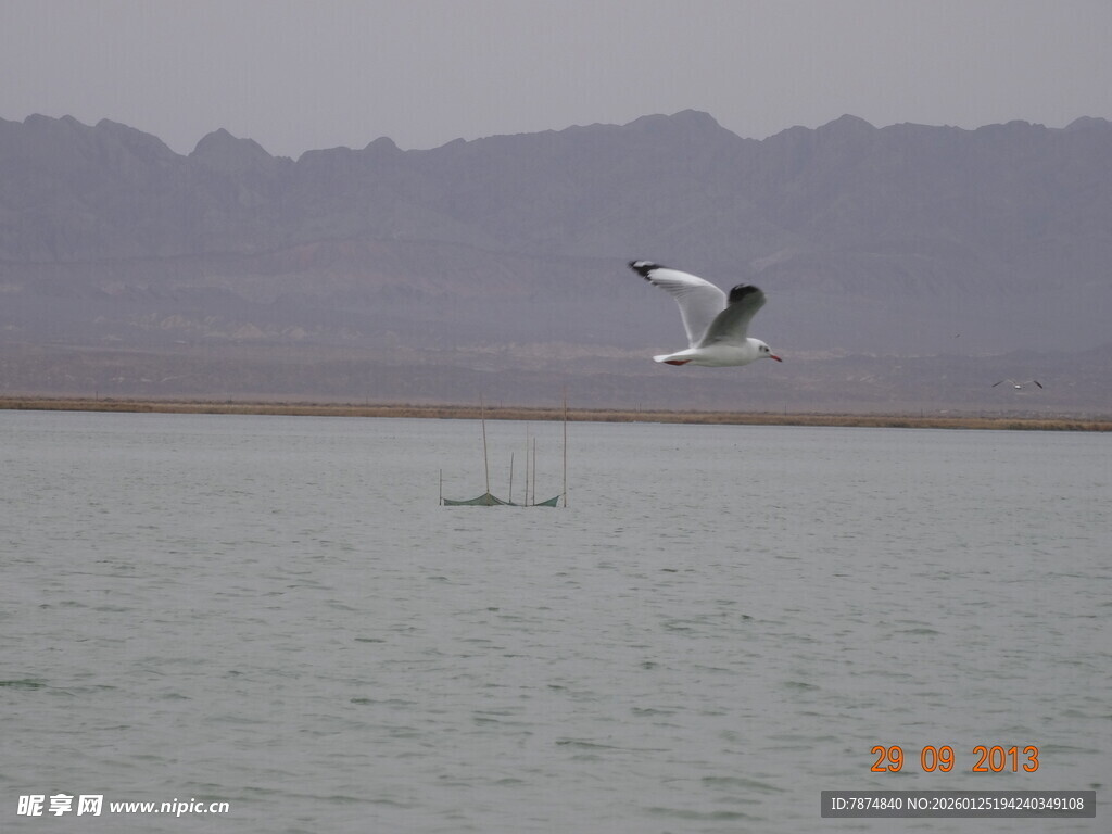 湖面上飞翔的白色鸟儿