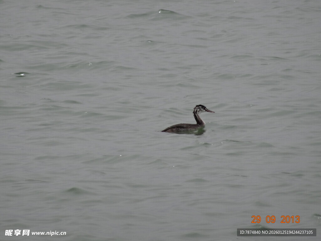 水面上独自游弋的鸟儿