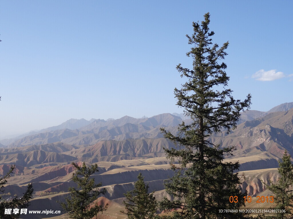 高山旁挺立的翠绿松树