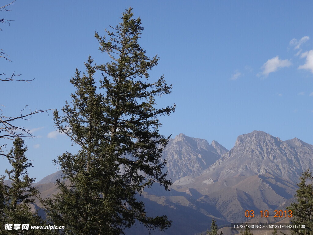 挺拔松树映衬巍峨山脉