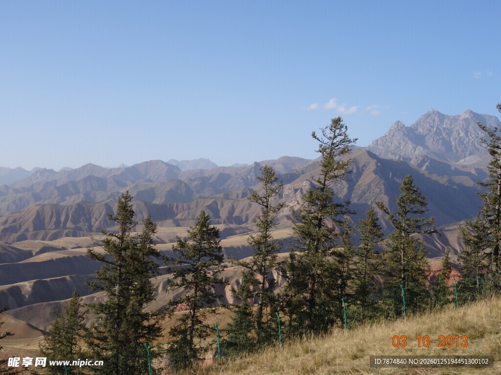山间景致 挺拔树木伴远山
