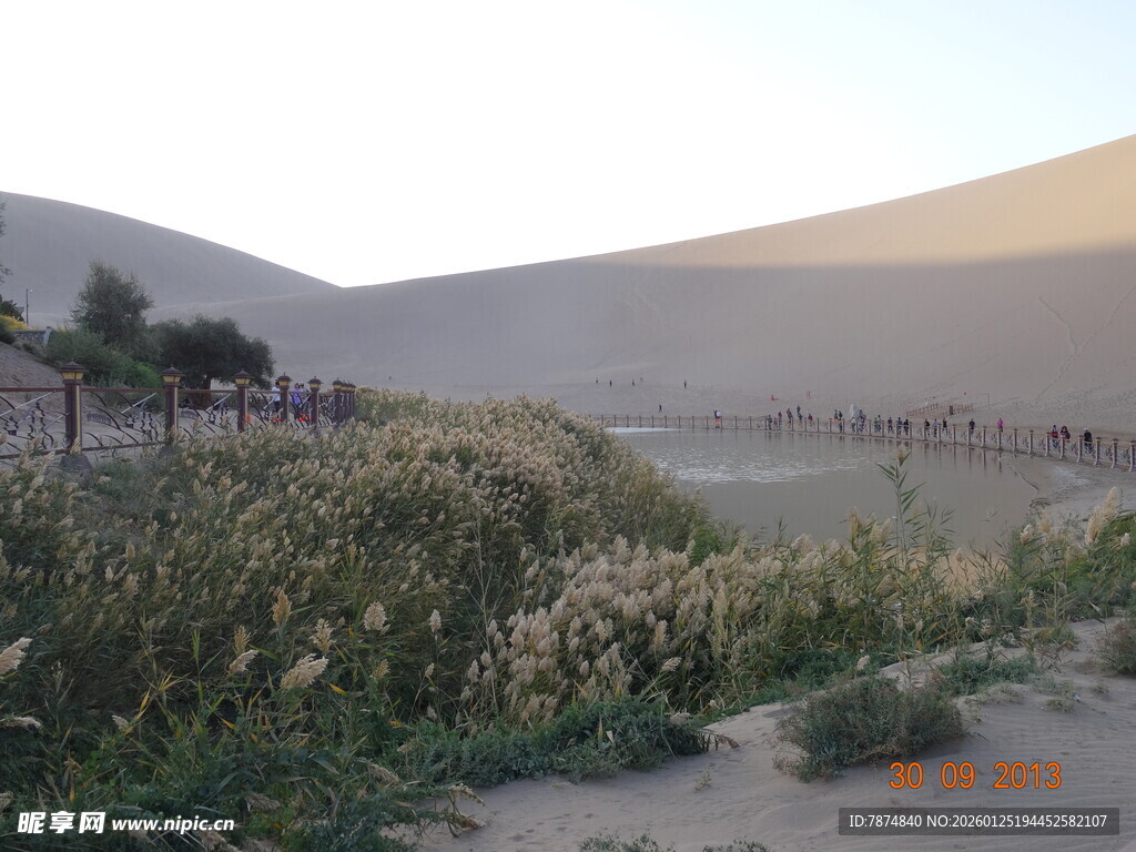 沙漠边的繁茂植物景观