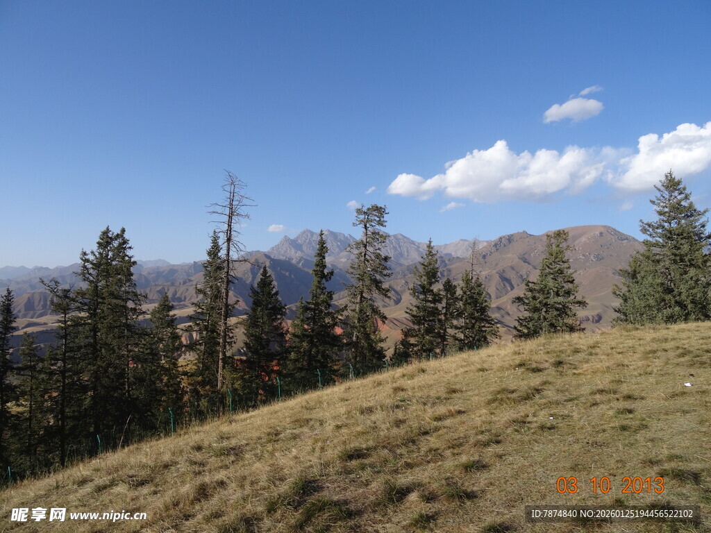 高山之巅的葱郁林木