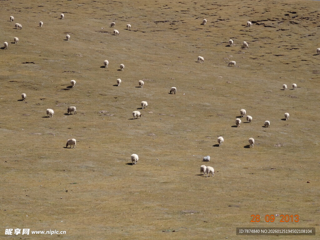 草原上的羊群