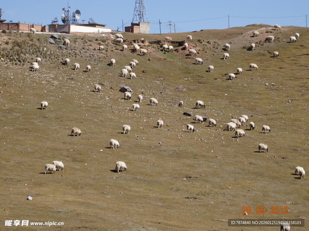 草原上的羊群