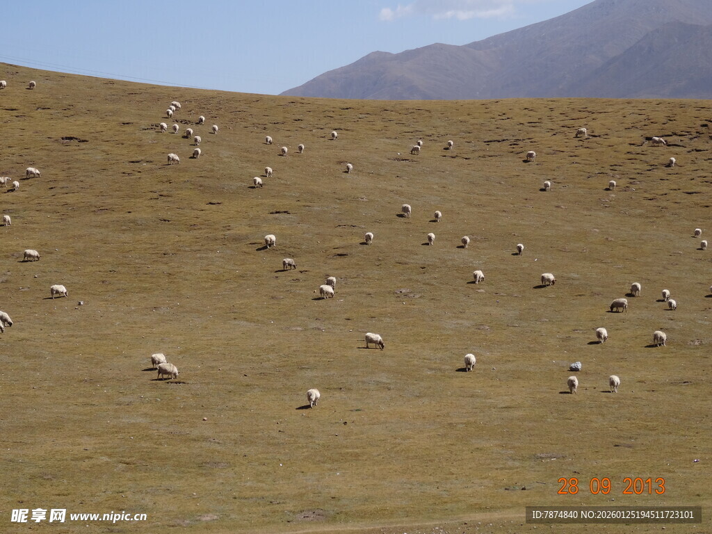 草原上的羊群