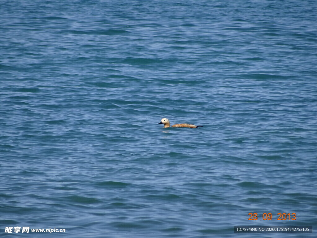 海面上的漂浮物