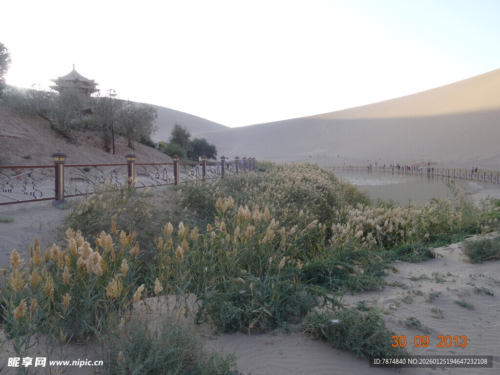 沙漠中的蓬勃绿植景观