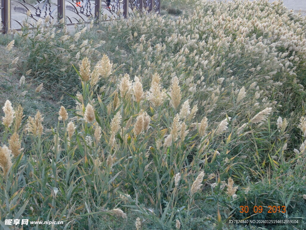 户外摇曳的美丽蒲苇
