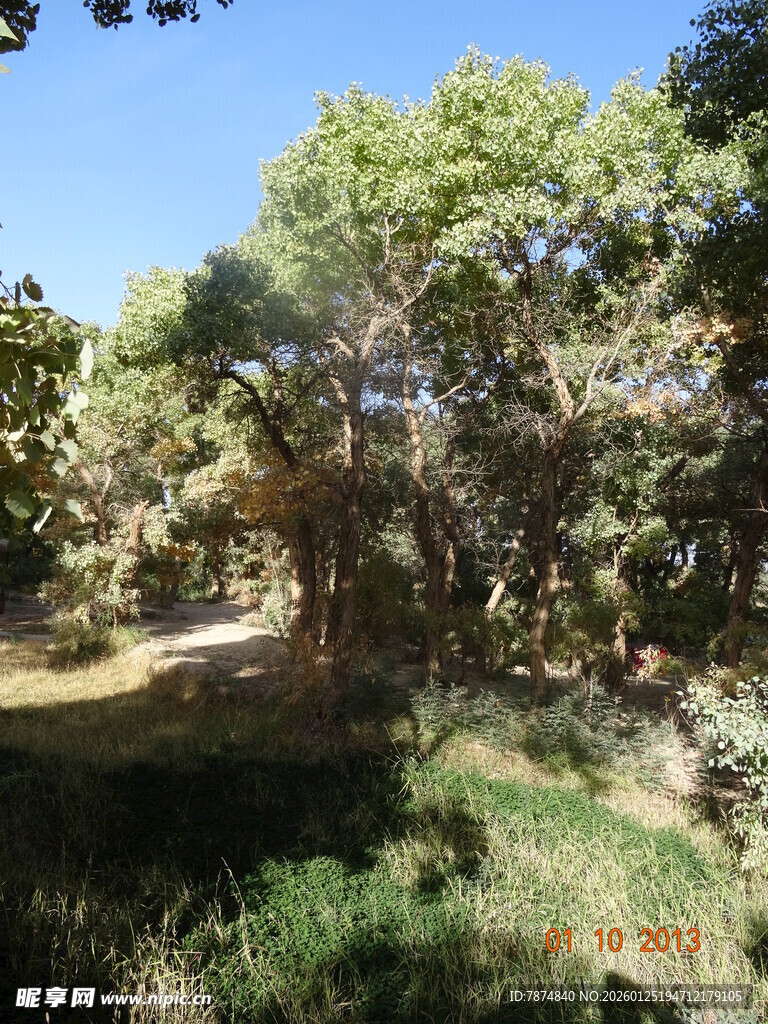 林间绿意盎然的自然风光