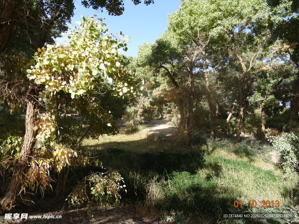 林间幽径 自然绿意景致