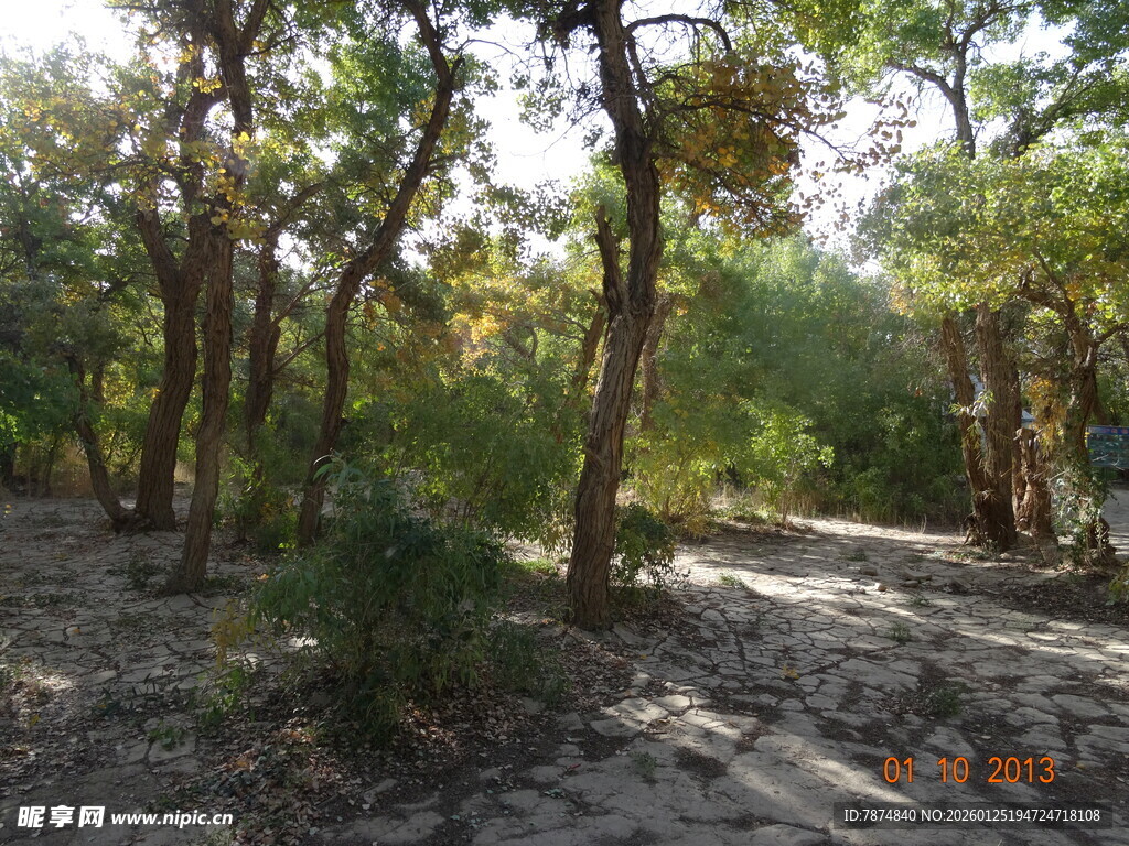 林间光影斑驳的静谧树林