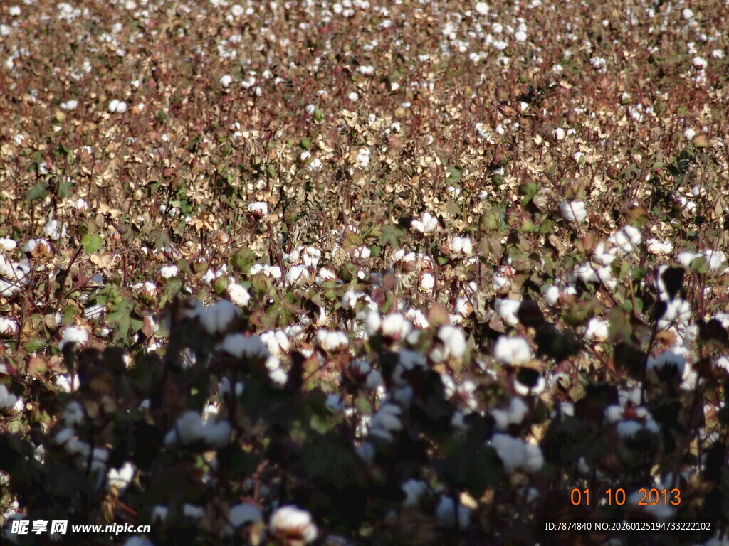棉田丰收景象