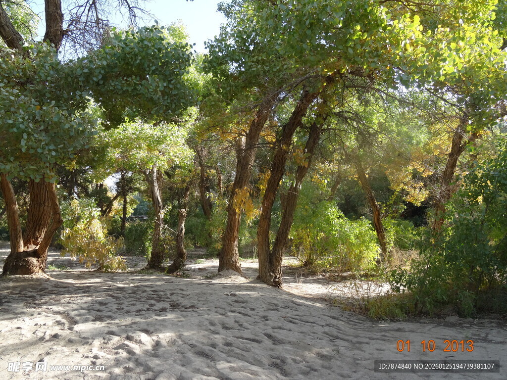 林间光影斑驳的静谧小道