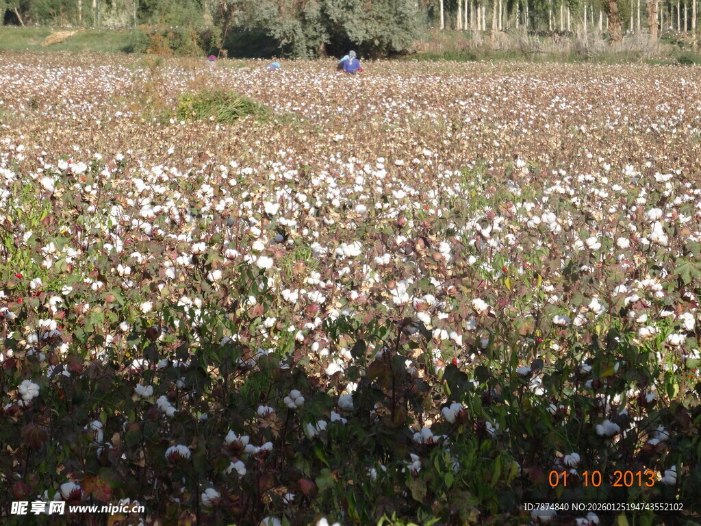 棉田风光