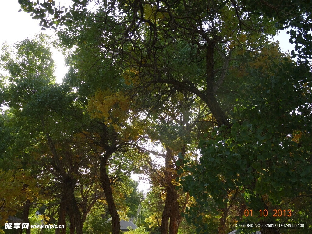 阳光洒落的茂密树林