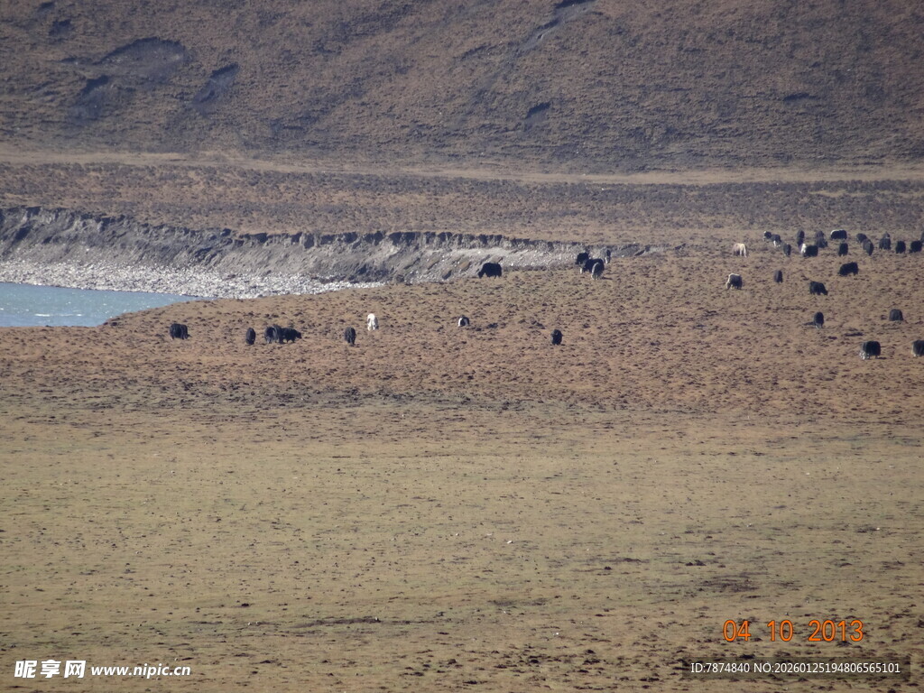 草原上的动物群