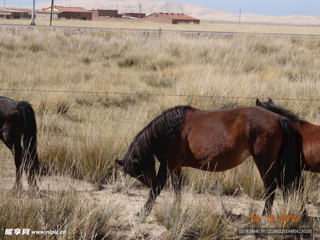 草原上的马匹在低头吃草