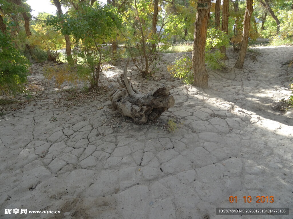 干裂土地上的枯树