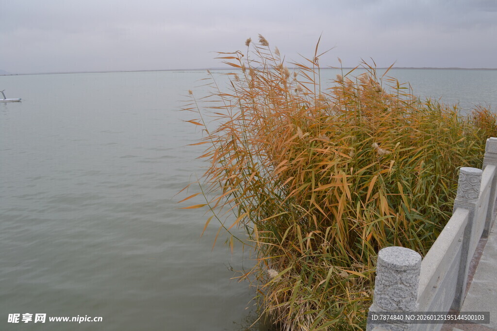 湖畔秋苇 静谧水岸景致