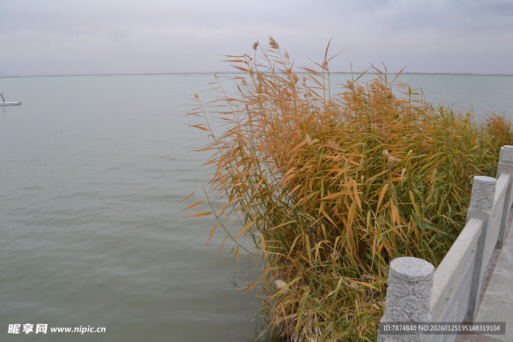 湖畔芦苇与白色围栏景致