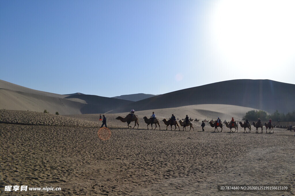沙漠驼队在阳光下行进