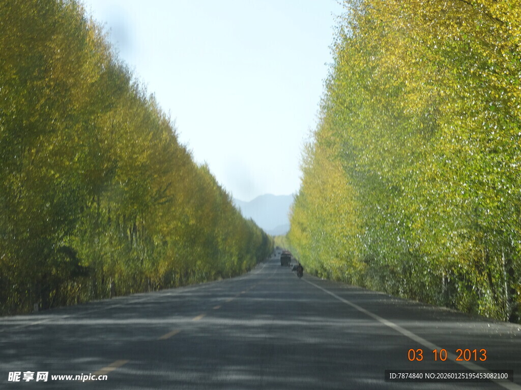 秋日林荫大道美景