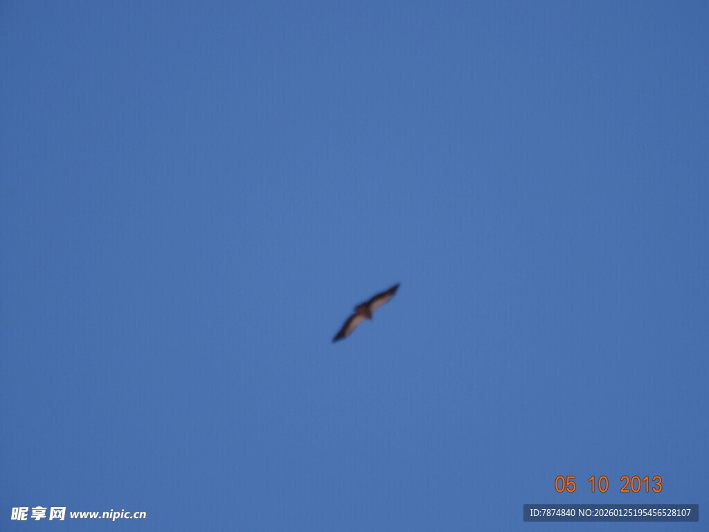 蓝天中翱翔的飞鸟