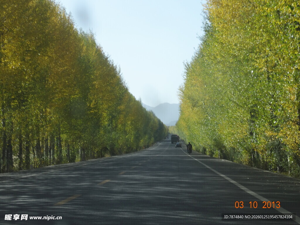 秋日银杏大道美景