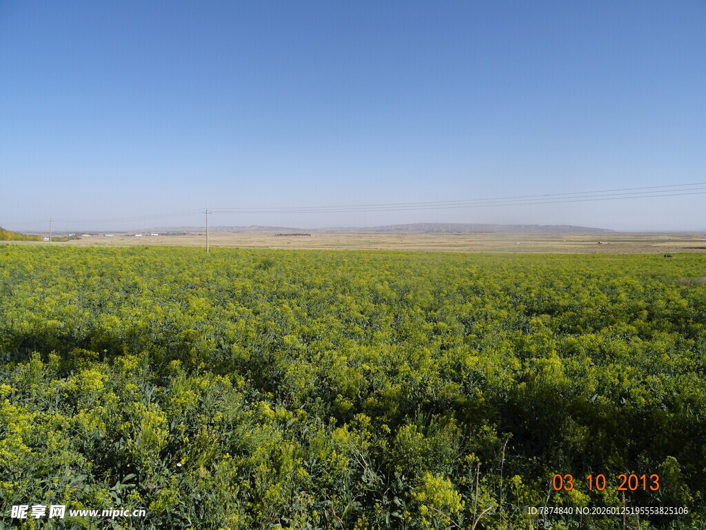 金黄油菜花田的美丽风光